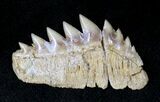 Fossil Cow Shark (Notorynchus) Tooth - Morocco #19794-1